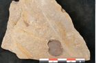 Foto (Detailansicht) von Cyclocarpus sp.  (NHMW-GEO-2024-0188-11155)